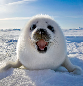 baby-seal-29vsgyf